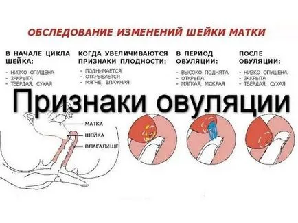 Follicle robban miért nem Follicle robban miért nem
