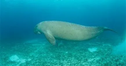 Mi a dugong