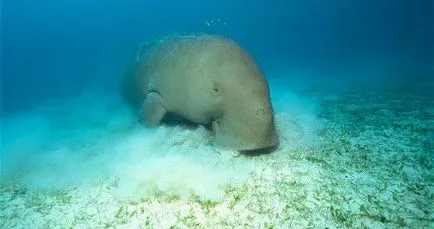 Mi a dugong