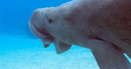 Mi a dugong