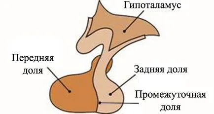 Az agyalapi mirigy az agyban, hogy Az agyalapi mirigy az agyban, hogy