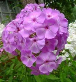 Mi a növény Phlox Mi a növény Phlox
