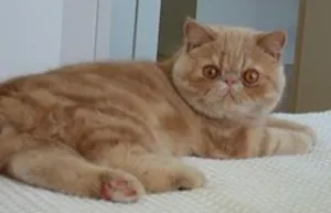 Breed egzotikus rövidszőrű macskák