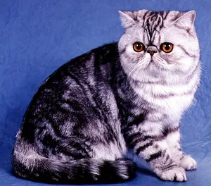 Breed egzotikus rövidszőrű macskák