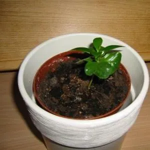 Arabica kávé otthoni gondozást Arabica kávé otthoni gondozást