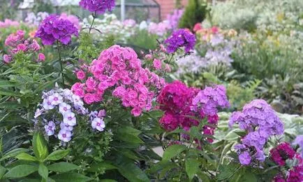 Mi a növény Phlox Mi a növény Phlox