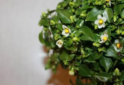 Arabica kávé otthoni gondozást Arabica kávé otthoni gondozást