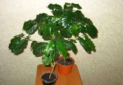 Arabica kávé otthoni gondozást Arabica kávé otthoni gondozást