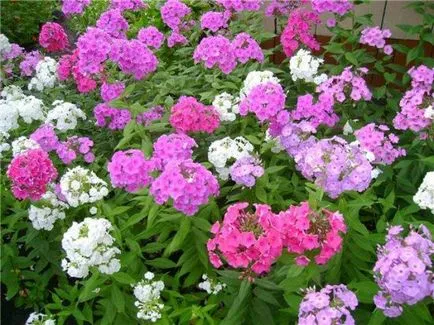 Mi a növény Phlox Mi a növény Phlox