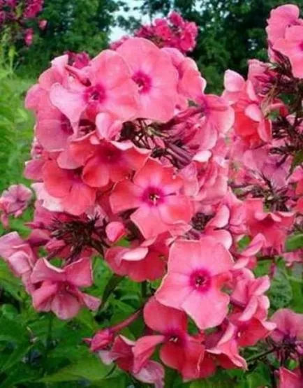 Mi a növény Phlox Mi a növény Phlox