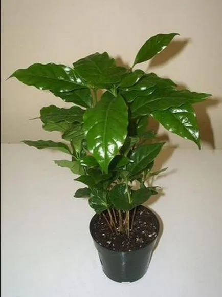Arabica kávé otthoni gondozást