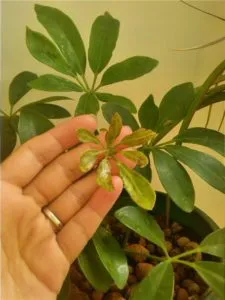Hogyan transzplantáció Shefleru