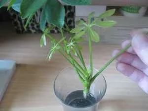 Hogyan transzplantáció Shefleru