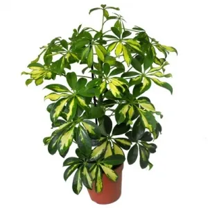 Hogyan transzplantáció Shefleru
