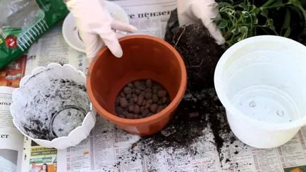 Hogyan transzplantáció Shefleru