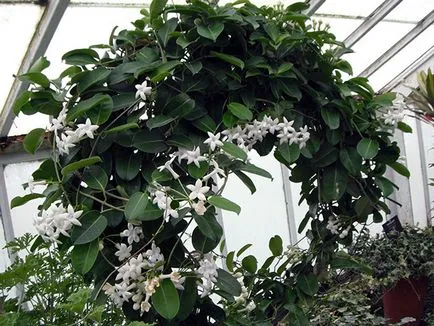 Stephanotis otthoni gondozást Stephanotis otthoni gondozást
