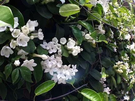 Stephanotis otthoni gondozást Stephanotis otthoni gondozást