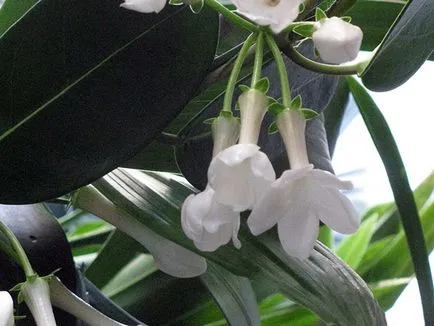 Stephanotis otthoni gondozást Stephanotis otthoni gondozást