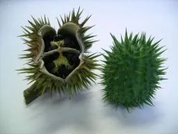 Grass süket mi Grass süket mi