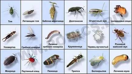 Hogyan lehet megoldani a problémát az ökológia