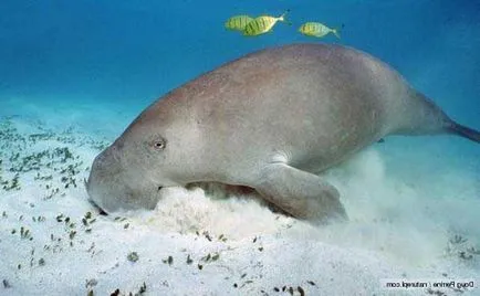 Mi a dugong