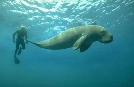 Mi a dugong