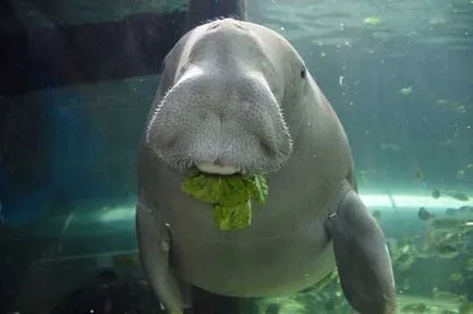 Mi a dugong