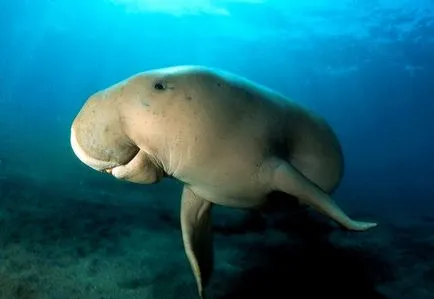 Mi a dugong Mi a dugong