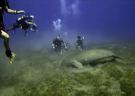 Mi a dugong Mi a dugong