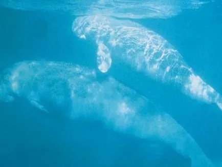 Mi a dugong