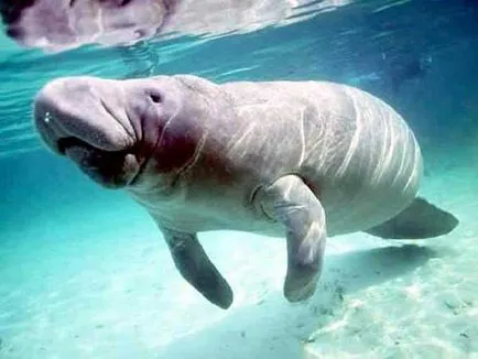 Mi a dugong