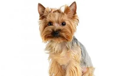 Yorkshire terrier és allergiás rá