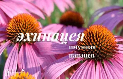 Echinacea mi ez