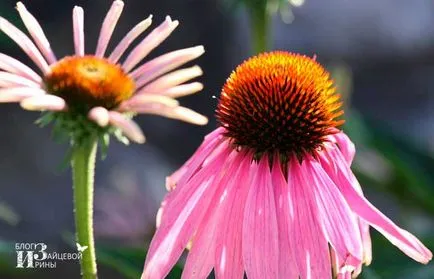 Echinacea mi ez