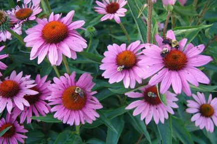 Echinacea mi ez