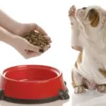 Szfinx macska fajták Szfinx macska fajták
