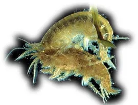 Gammarus mi ez Gammarus mi ez