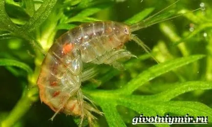 Gammarus mi ez