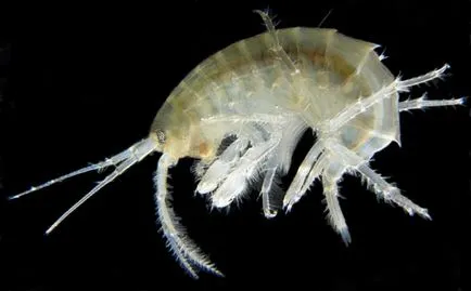 Gammarus mi ez