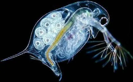 Gammarus mi ez