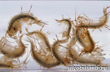 Gammarus mi ez