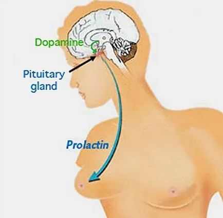 Az agyalapi mirigy az agyban, hogy Az agyalapi mirigy az agyban, hogy