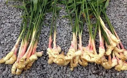 Hogyan enni ginger root