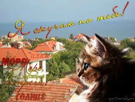 Szomorú kép a macskák