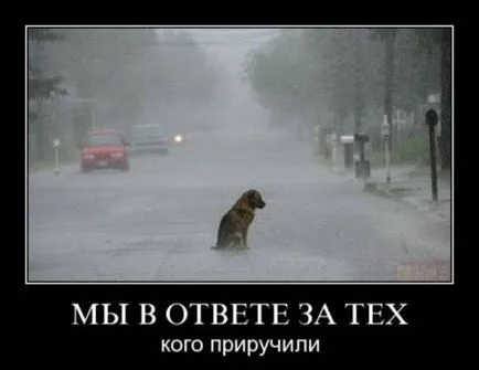Milyen szomorú kép
