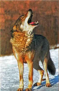 Wild kutyafajták Wild kutyafajták