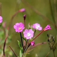 Milyen hasznos fireweed Milyen hasznos fireweed