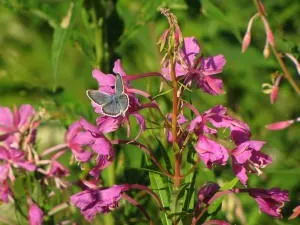 Milyen hasznos fireweed