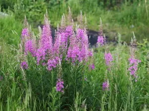 Milyen hasznos fireweed