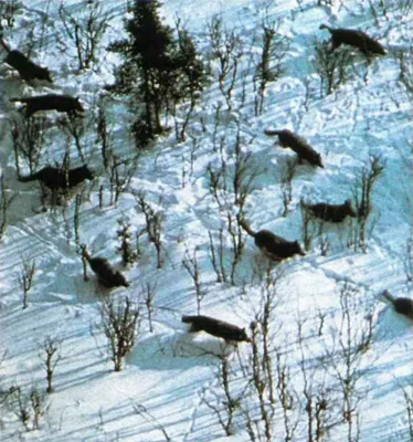 Wild kutyafajták Wild kutyafajták